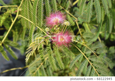 Silk tree Silk tree 68122945