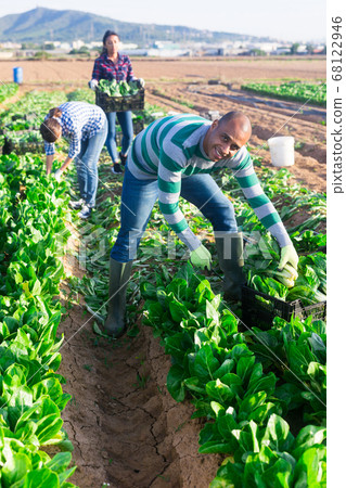 Latino male farmer picking chard on field Latino male farmer picking chard on field 68122946