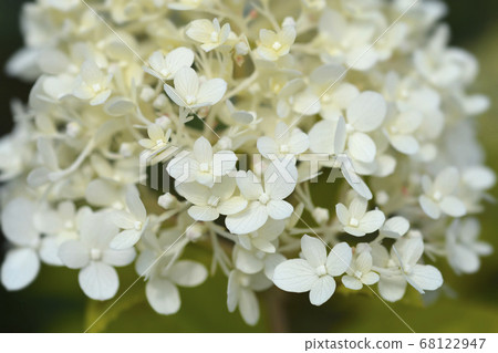 Paniculate hydrangea Paniculate hydrangea 68122947
