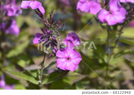 Perennial phlox Perennial phlox 68122948