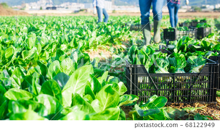 Picked chard in plastic container on field Picked chard in plastic container on field 68122949