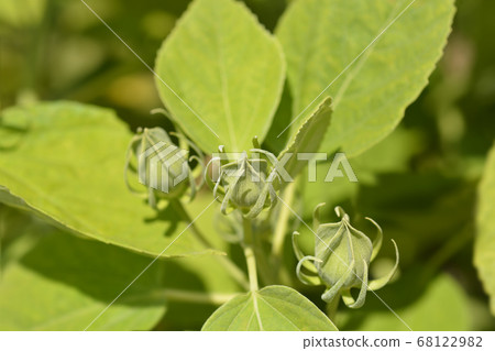 Hardy hibiscus 68122982