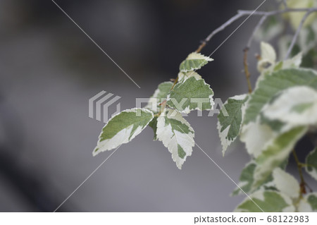 Small-leaved elm Silvery Gem 68122983