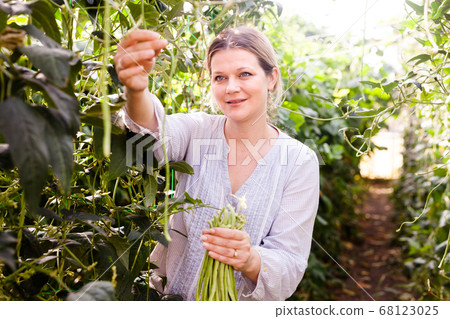 Young female gardener picking harvest of vigna in garden at sunny day Young female gardener picking harvest of vigna in garden at sunny day 68123025