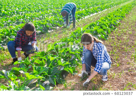 Hired workers remove weeds on field with growing zucchini closeup 68123037