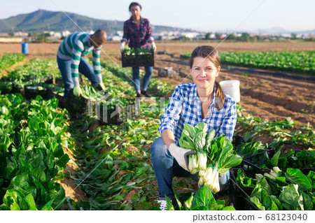 Female worker harvesting swiss chard on field 68123040