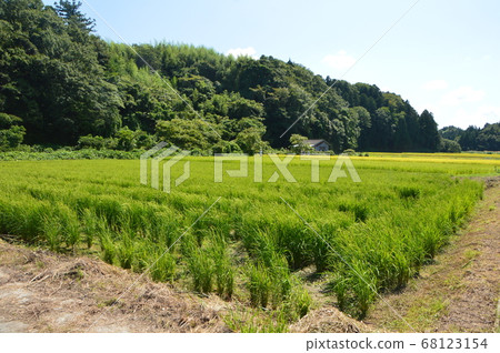 稻田（新潟縣佐渡島/佐渡市） 68123154