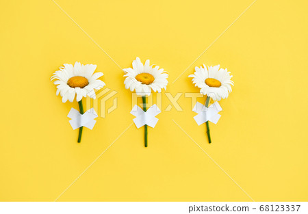 Three daisy flowers taped on wall on yellow background 68123337