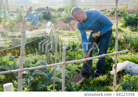 Male horticulturist using mattock at land with turnip in garden Male horticulturist using mattock at land with turnip in garden 68123356