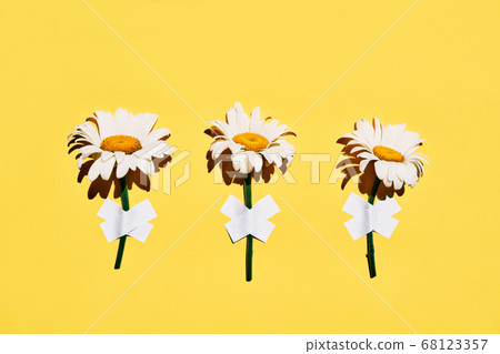 Three daisy flowers taped on wall on yellow background 68123357