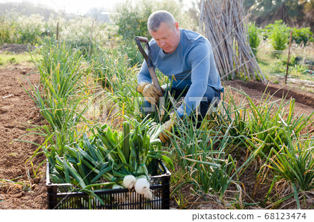 Man professional gardener picking green onion and use using mattock 68123474