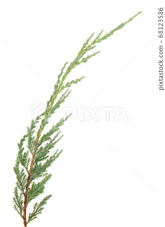Juniper twig isolated on white background. Juniper twig isolated on white background. 68123586