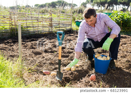 Man picking fresh potatoes during harvesting in garden Man picking fresh potatoes during harvesting in garden 68123991