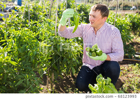 Man gardener during harvesting of peppers and other vegetables Man gardener during harvesting of peppers and other vegetables 68123993