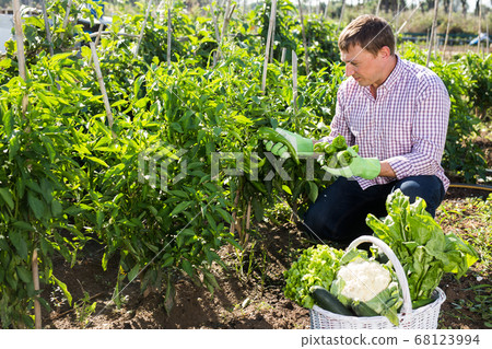 Positive man harvests bell peppers in the garden 68123994