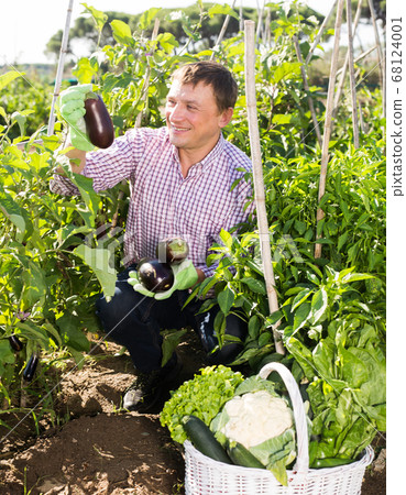 Male farmer harvesting ripe eggplant in the garden 68124001