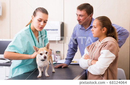 Female veterinarian examining puppy in clinic in presence of worried man and preteen girl 68124064
