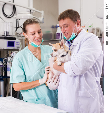 Portrait of veterinarian and nurse with a dog in his arms Portrait of veterinarian and nurse with a dog in his arms 68124137