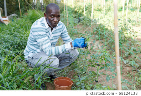 Farmer making supports for tomato plants 68124138