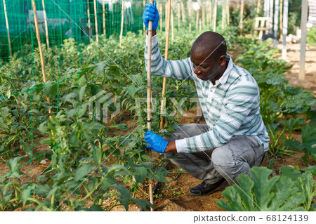 Male worker tying up tomato plants Male worker tying up tomato plants 68124139