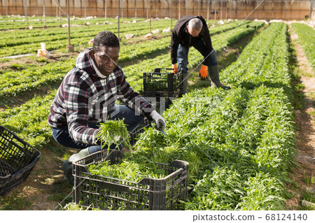 African american horticulturist harvesting arugula 68124140