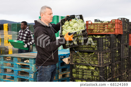 Experienced farmer working on vegetable farm, stacking plastic boxes with freshly harvested artichokes Experienced farmer working on vegetable farm, stacking plastic boxes with freshly harvested artichokes 68124169