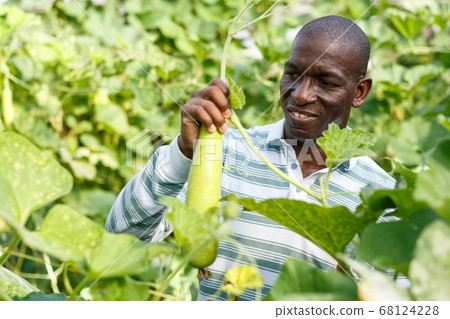 Successful farmer cultivating courgettes 68124228