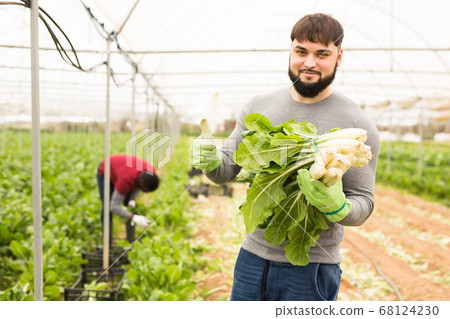 Successful young horticulturist with green chard 68124230