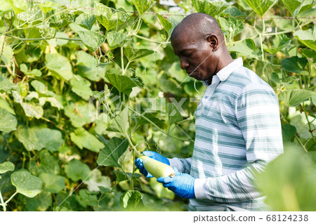 Farmer controlling growing of zucchinis 68124238
