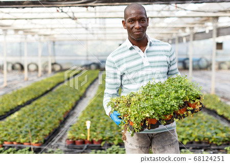 Confident farmer with parsley seedlings Confident farmer with parsley seedlings 68124251