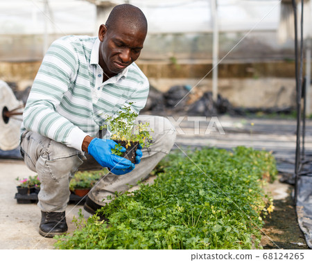 Male worker checking parsley seedlings 68124265