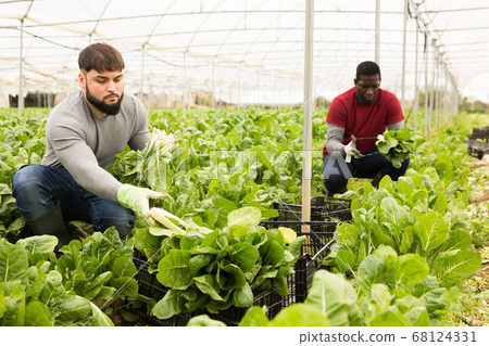 Young worker cutting green chard on farm plantation Young worker cutting green chard on farm plantation 68124331