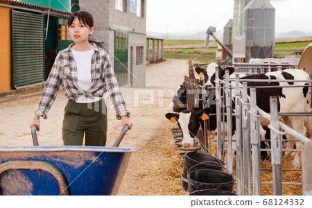 Chinese female working in cowshed on dairy farm Chinese female working in cowshed on dairy farm 68124332