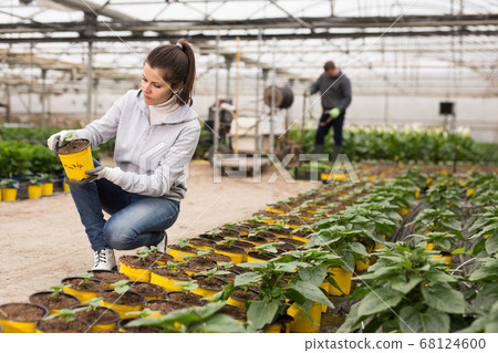 Female florist checking potted ornamental Helianthus 68124600