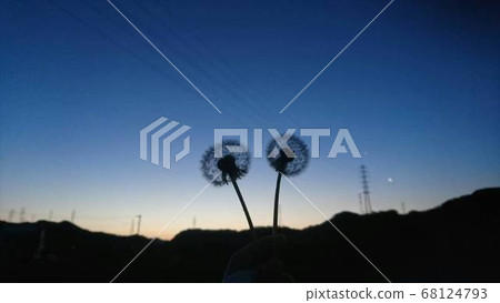 Dandelion hair 68124793