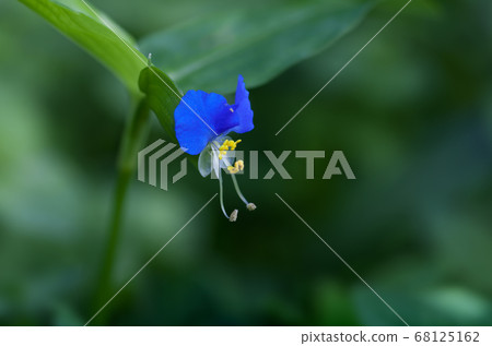 Flower of tunita Flower of tunita 68125162