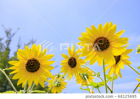 Bami多小山公園向日葵夏天 68125695