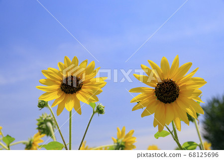 Bami多小山公園向日葵夏天 Bami多小山公園向日葵夏天 68125696