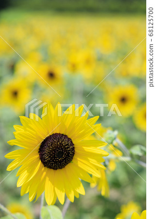 Bami hilly park sunflower summer Bami hilly park sunflower summer 68125700