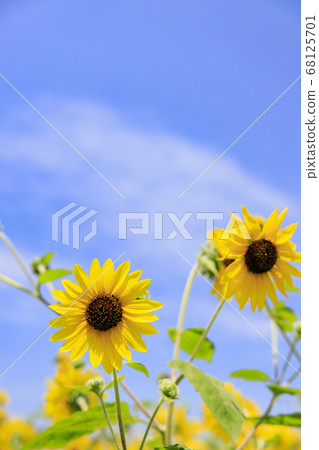 Bami hilly park sunflower summer Bami hilly park sunflower summer 68125701