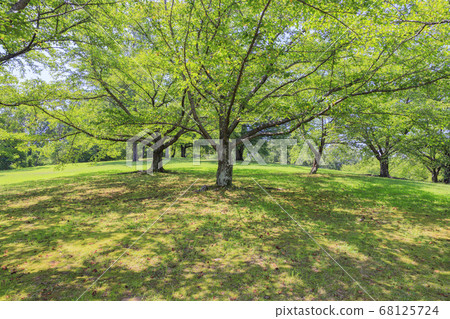 Bami hilly park sunflower summer Bami hilly park sunflower summer 68125724