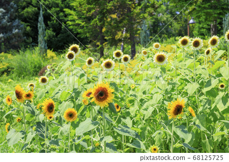 Bami hilly park sunflower summer Bami hilly park sunflower summer 68125725