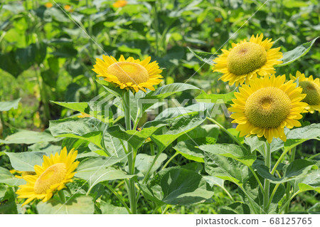 Bami hilly park sunflower summer Bami hilly park sunflower summer 68125765