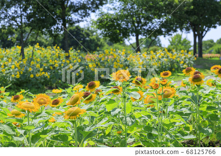 Bami多小山公園向日葵夏天 Bami多小山公園向日葵夏天 68125766