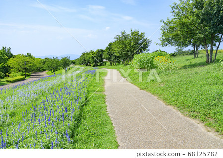 Bami hilly park sunflower summer Bami hilly park sunflower summer 68125782