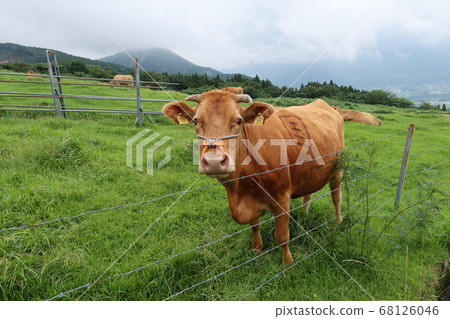 Cute grazing cows lounging in the meadow Cute grazing cows lounging in the meadow 68126046