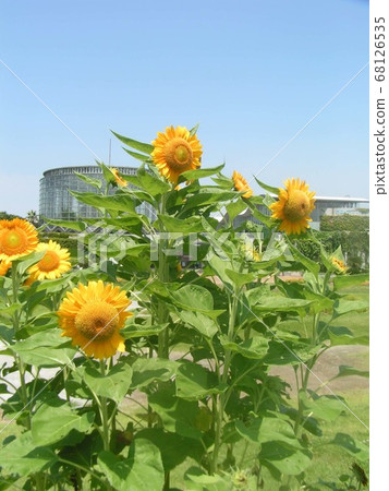 Speaking of summer flowers, yellow sunflower Speaking of summer flowers, yellow sunflower 68126535