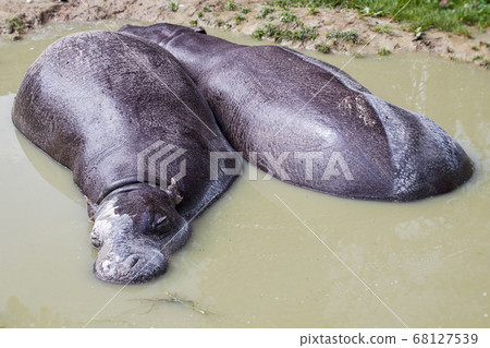 two pygmy hippos lie side by side in the mud water 68127539