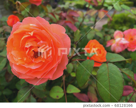 Red flower	 68128166