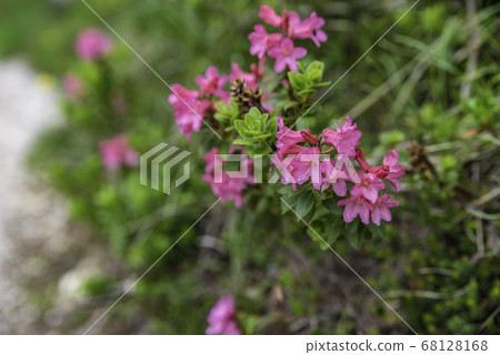 Alpenrose Italy Dolomites 68128168